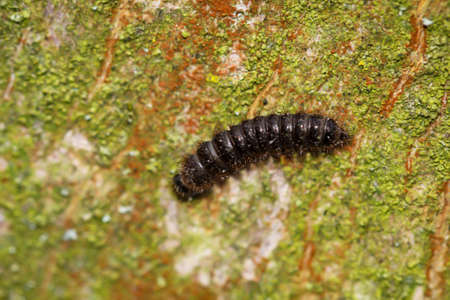 A caterpillar of a butterfly runs over the bark of a tree in the spring.の写真素材