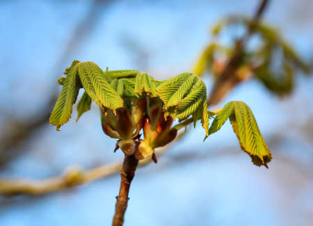 The first young, fresh shoots on the trees in spring come with all the might of nature.の写真素材