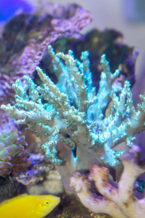 A close-up of a coral in an aquarium, saltwater aquarium.
