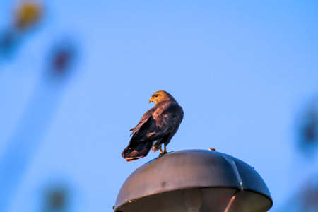 A mouse buster sits on a street lampshade in the evening light and observes the surroundings.の写真素材