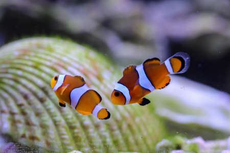 Portrait of two anemonefish in a marine aquarium.