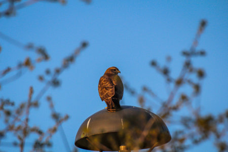 A mouse buster sits on a street lampshade in the evening light and observes the surroundings.