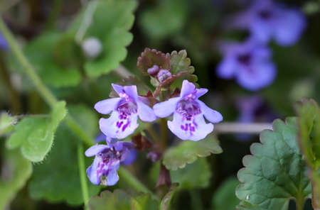 A close-up of the flowers of a Gundermann plant.の写真素材