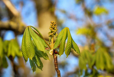 The young shoots of a chestnut in spring.の写真素材