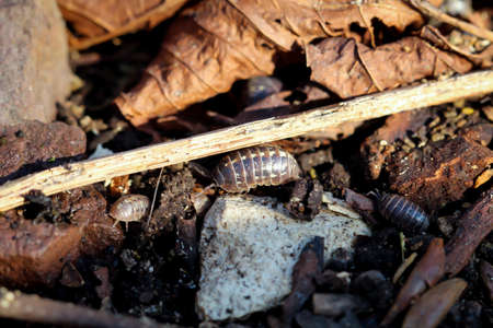 Close-up of some cellar lobsters. Wood lice belong to the land lice.