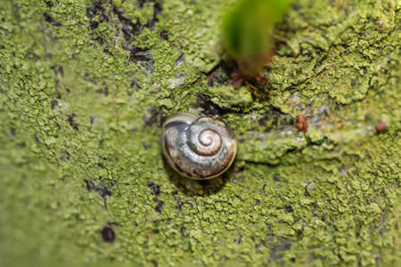 A snail, cepaea snail on a green tree trunk.の写真素材