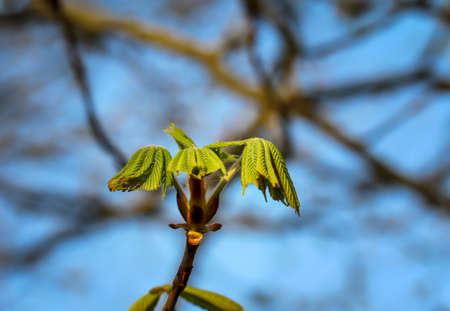 The young shoots of a chestnut in spring.の写真素材