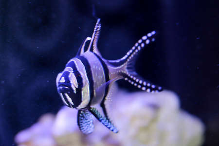 Close up of a cardinal fish in the aquarium.の写真素材
