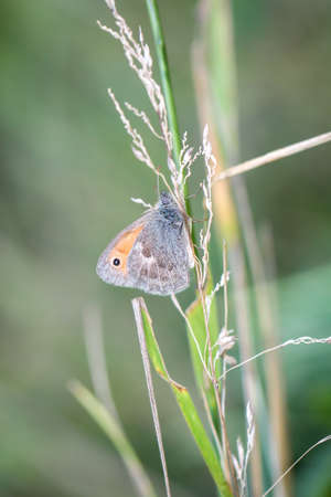 Close up of a butterfly in a meadow.