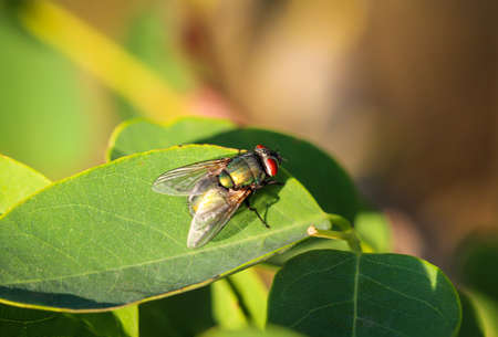 Close up of a fly on a plant.