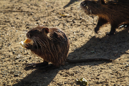 Portrait of a muskrat, nutria on the river bank.の写真素材