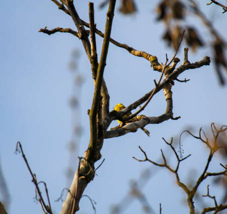 Portrait of a goldenhammer sitting on a treeの写真素材
