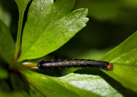 A caterpillar of a butterfly on a bush.