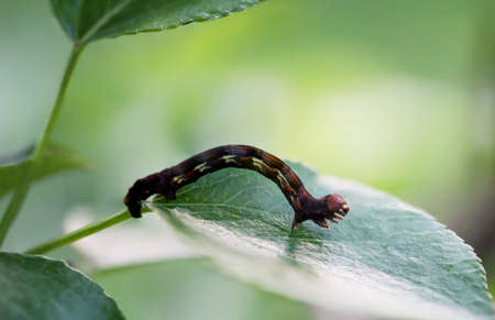Close up of a caterpillar of a spanner, possibly a frost spanner or the like.の写真素材