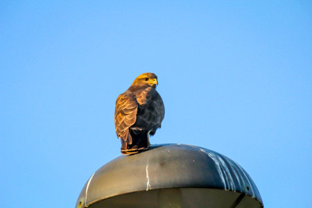 A mouse buster sits on a street lampshade in the evening light and observes the surroundings.