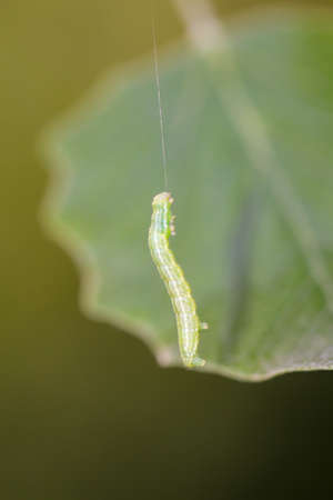 Probably a caterpillar of the Early Schlehenbusch Winterspanner or Theria rupicapraria.
