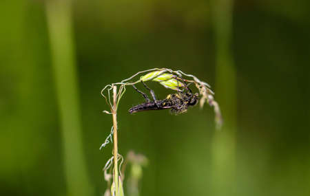A close-up of a fly or fly-like insect.