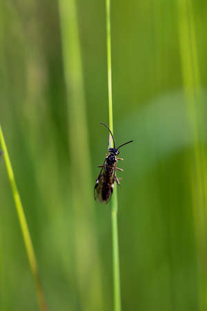 A close-up of a fly or fly-like insect.の写真素材