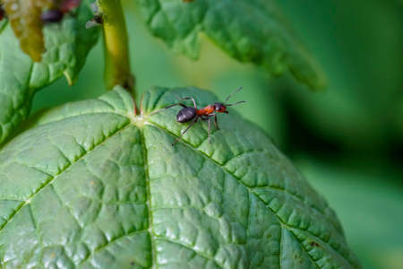 An ant alone on a leaf of a plant.