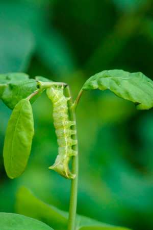 The caterpillar of a pyramid owl on a bush.の写真素材