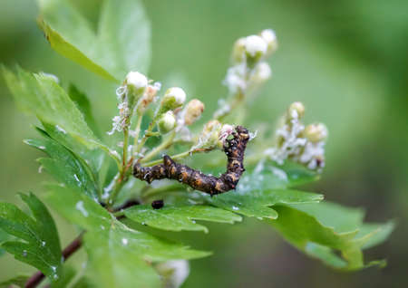 Probably a caterpillar of the satellite winter owl, (Eupsilia transversa).の写真素材