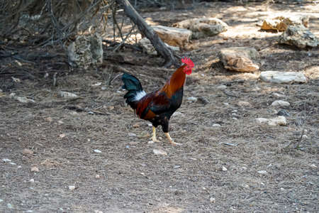 Image of a proud rooster in his yard.