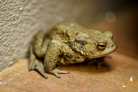 A close-up of a common toad, Bufo Bufo, sitting on the terrace.の写真素材