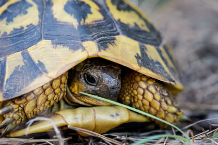Close up, detailed shot of a Greek tortoise