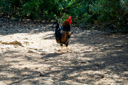 Image of a proud rooster in his yard.の写真素材