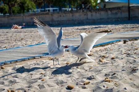Two seagulls fight on the beach. Seagulls arguing.の写真素材