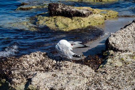 A seagull on the beach of the Mediterranean.の写真素材