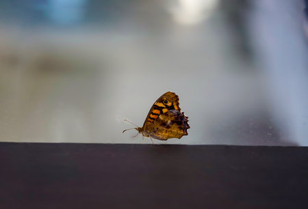 A close up of a butterfly in Mallorca.の写真素材