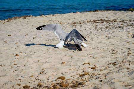 Two seagulls fight on the beach. Seagulls arguing.の写真素材