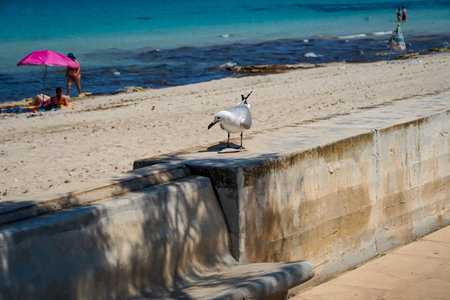 A seagull has caught a large fish and now wants to eat it.の写真素材