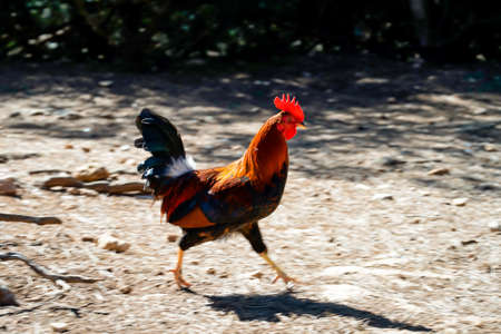 Image of a proud rooster in his yard.の写真素材