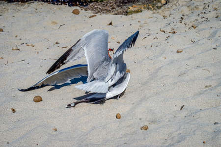 Two seagulls fight on the beach. Seagulls arguing.の写真素材