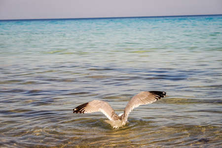A seagull on the beach of the Mediterranean.の写真素材