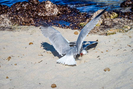 Two seagulls fight on the beach. Seagulls arguing.