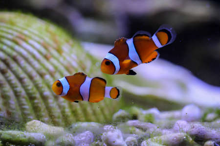 Portrait of an anemonefish in a saltwater aquarium.の写真素材