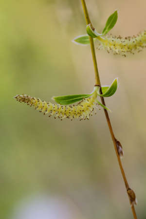 The first young shoots on the awakening trees in spring.