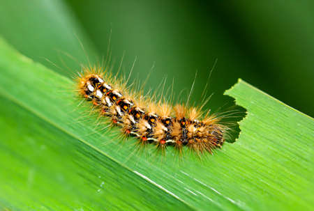 A caterpillar of the Goldafters while feeding on a leaf of the water lily.