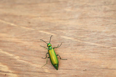 The close-up of an elongated, shiny green jewel beetle.