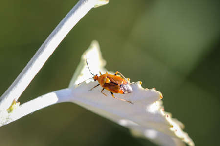 A bug sits on a plant.