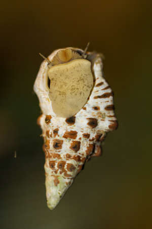 A sand conifer snail, Cerithium caeruleum, in a saltwater aquarium.
