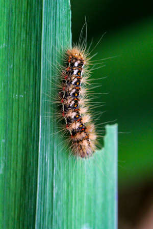 A caterpillar of the Goldafters while feeding on a leaf of the water lily.