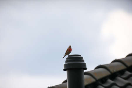 A Bluefish sits on a ventilation pipe of a house. Hemlocks are finches.の写真素材