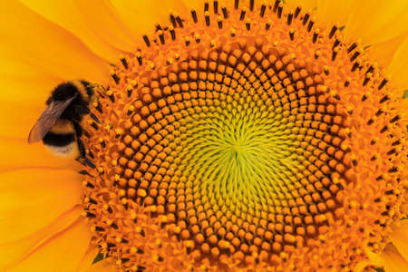 A bumblebee collects pollen from a sunflower.の写真素材