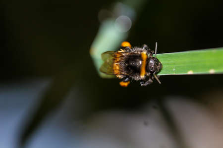 A close-up of a bumblebee sitting on a blade of grass.