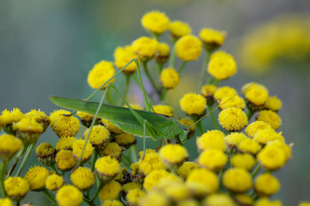 A grasshopper, a grasshopper sits on a plant.の写真素材