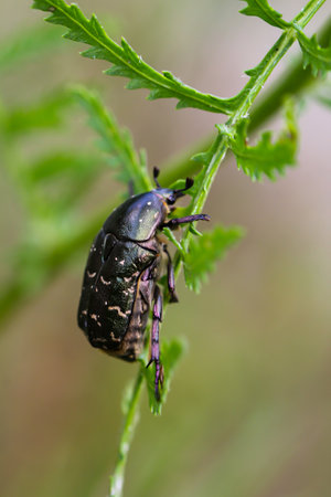 A rose chafer in summer on a tansy plant.の写真素材